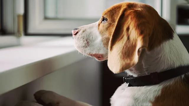 Health: Dog: dog looking out window 1194348789