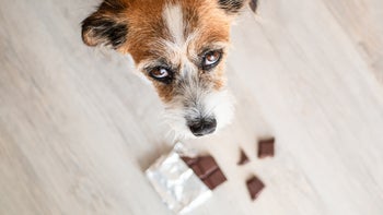 jack russell dog looking up with chocolate on ground-1173775209