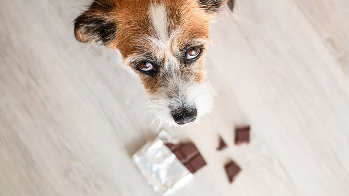 does chocolate affect cats like it does dogs