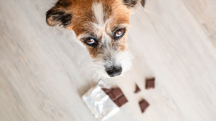 are all chocolate bad for dogs