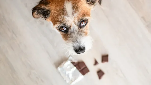 jack russell dog looking up with chocolate on ground-1173775209