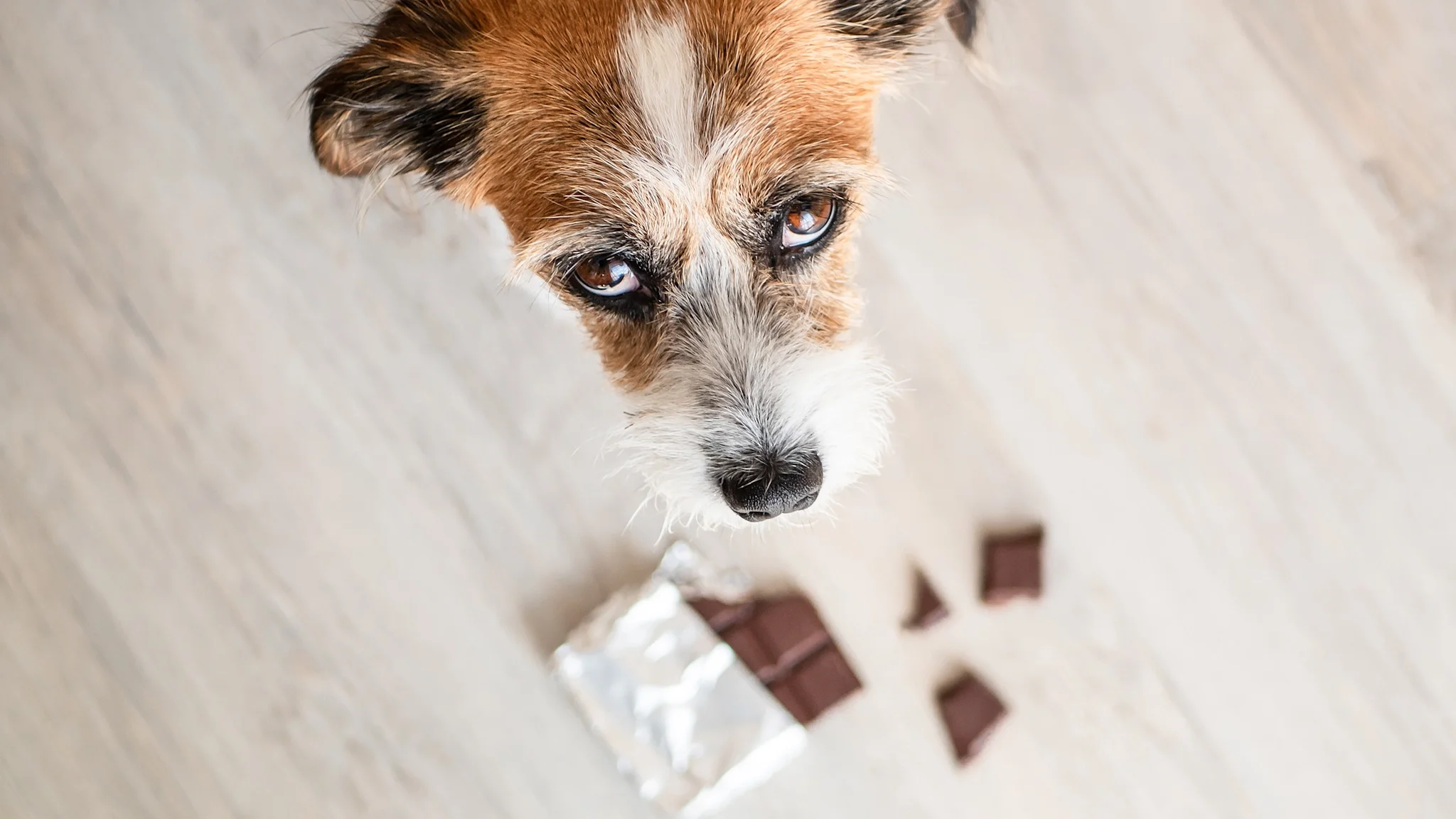 Image showcasing Can Dogs Eat Chocolate? What to Do If Your Dog Eats Some - GoodRx