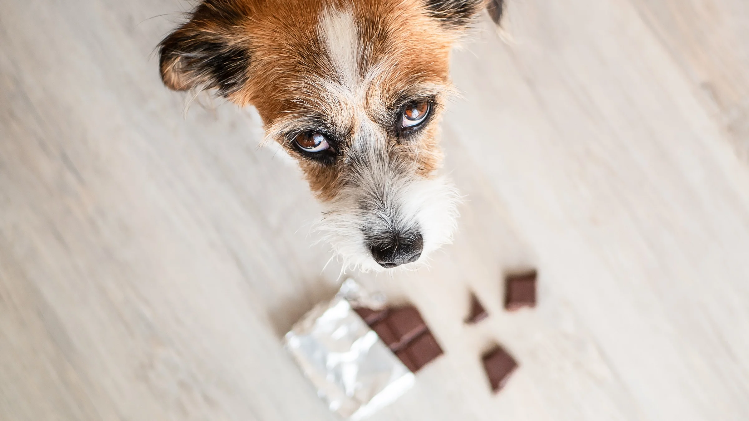 Jack Russel Terrier dog looking up with sad eyes while there is a chocolate bar on the ground.