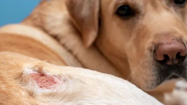 dog: closeup dog with fur hot spot 1468304536