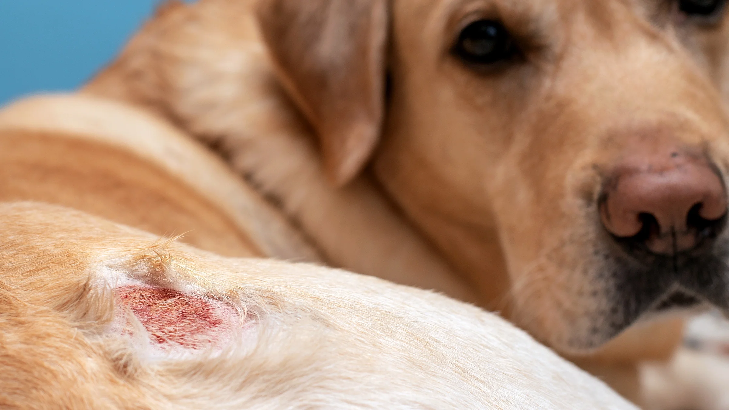 A dog’s skin, shown in close-up, has a hot spot.