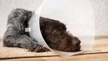 Pet health: black brown terrier with plastic cone on-945971740