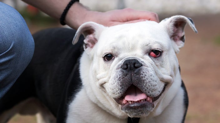 English bulldog with cherry eye.