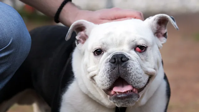 Dog: bulldog with cherry eye 478195303