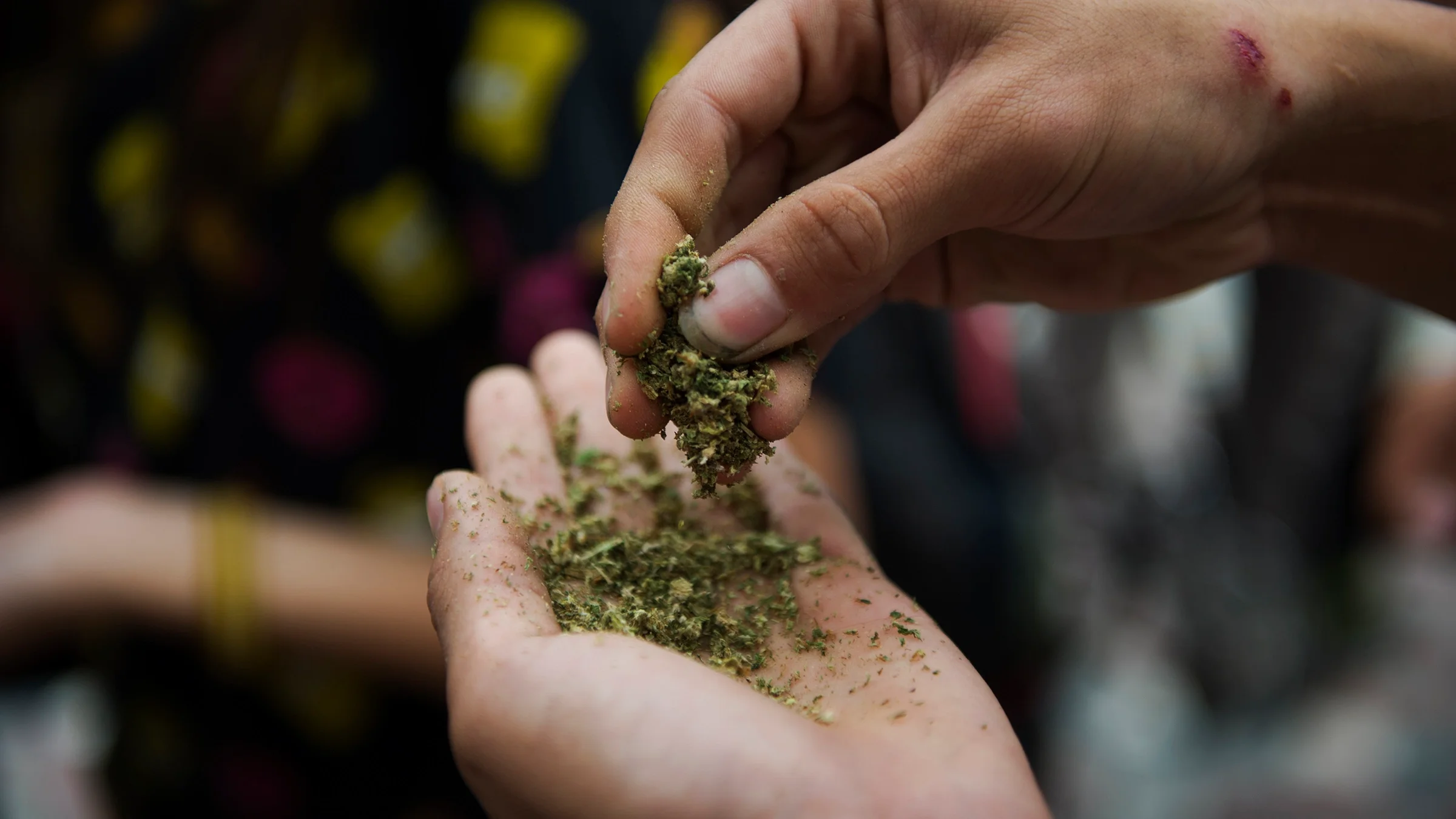 Close-up on a handful of marijuana.