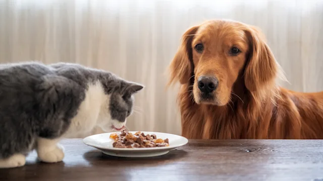 Dog: dog alongside cat while eating 1069106400