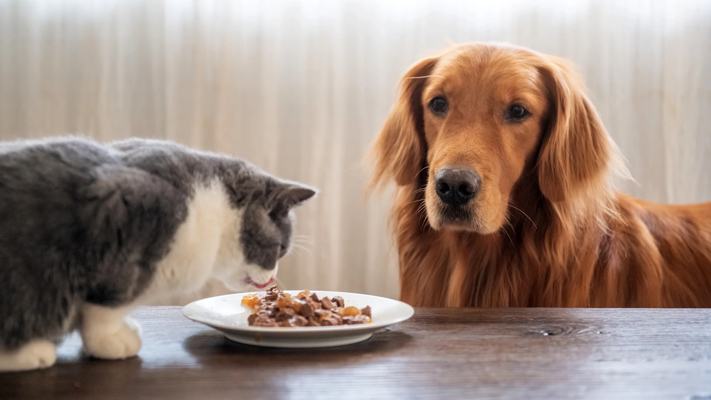 A dog watches a cat eat.
