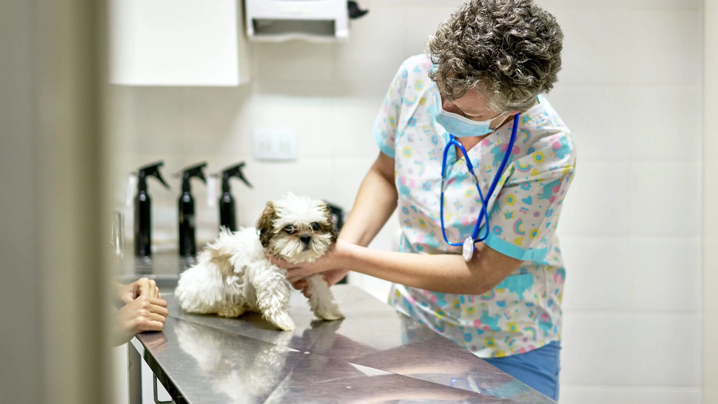 A dog is sitting on an exam table.