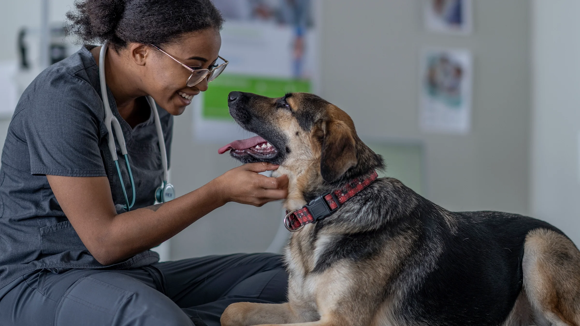 Vet smiling at German Shepard dog in exam room.