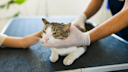 Frontline Plus for Cats: Uses, Dosage, Side Effects - GoodRx - Cat Flea Medication Side Effects Ivermectin And Frontline