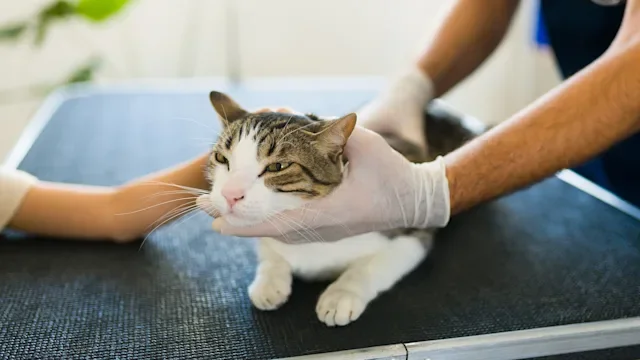Advantage Multi for Cats: A Combination Medication to Get Rid of Fleas and Worms