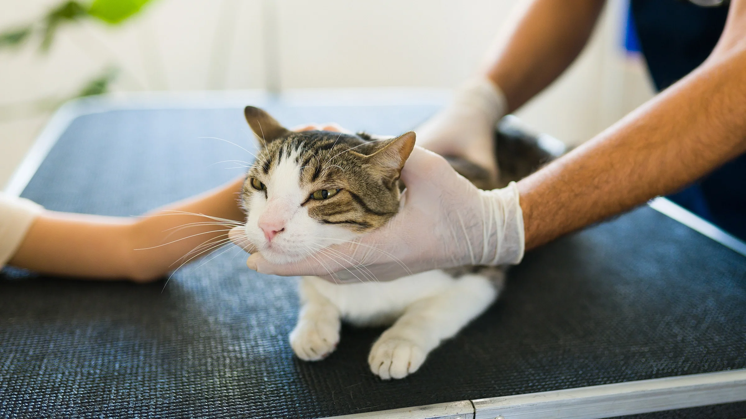 A cat is examined at an animal hospital.