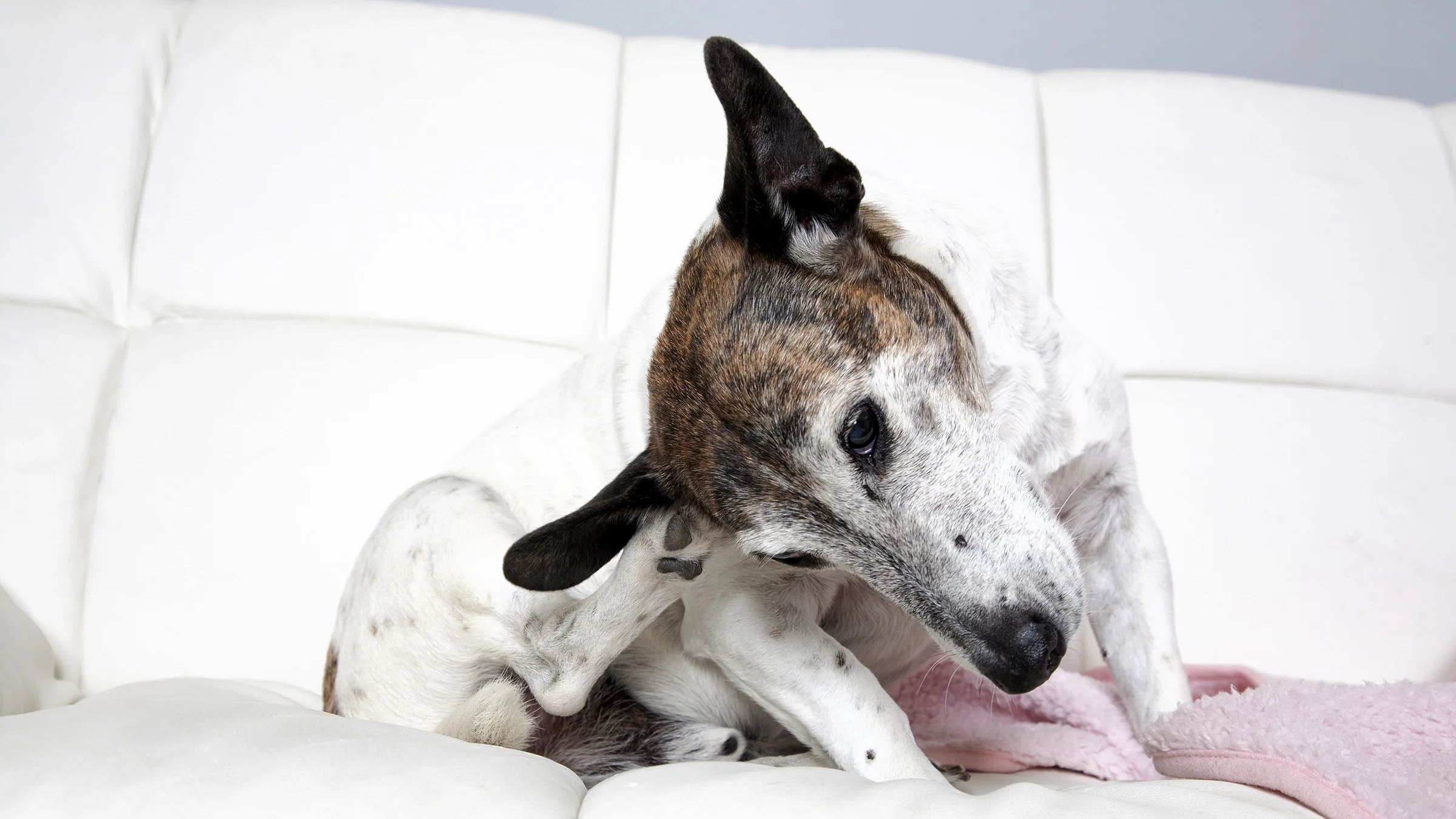 A dog scratches its ear while sitting on a couch.