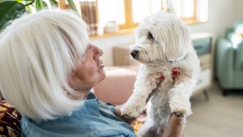 Dog: senior woman maltese dog 1443245650