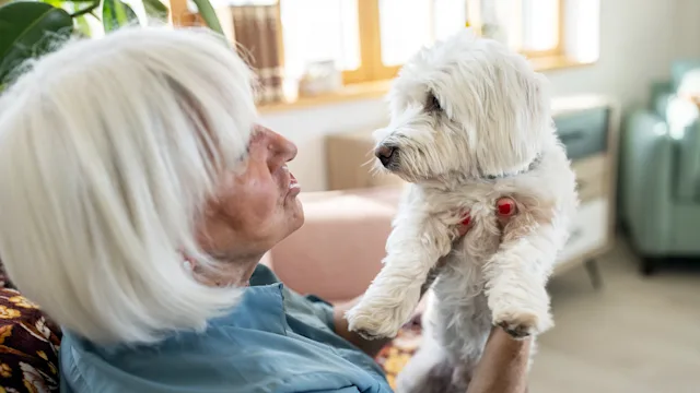Dog: senior woman maltese dog 1443245650