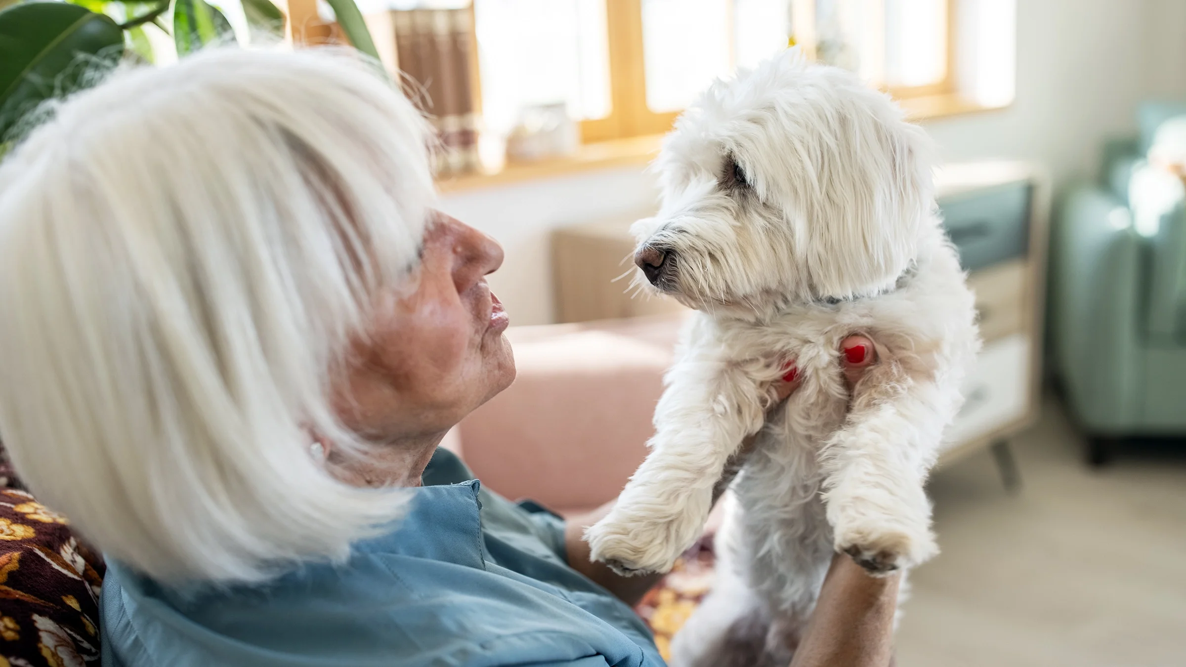 A senior woman carries her Maltese dog in the living room at home. 
