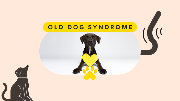 A graphic includes a photo of a black dog under text reading “old dog syndrome” and dog-themed doodles.