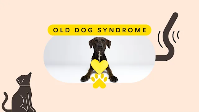 dog: pet care broken old dog pet featured image