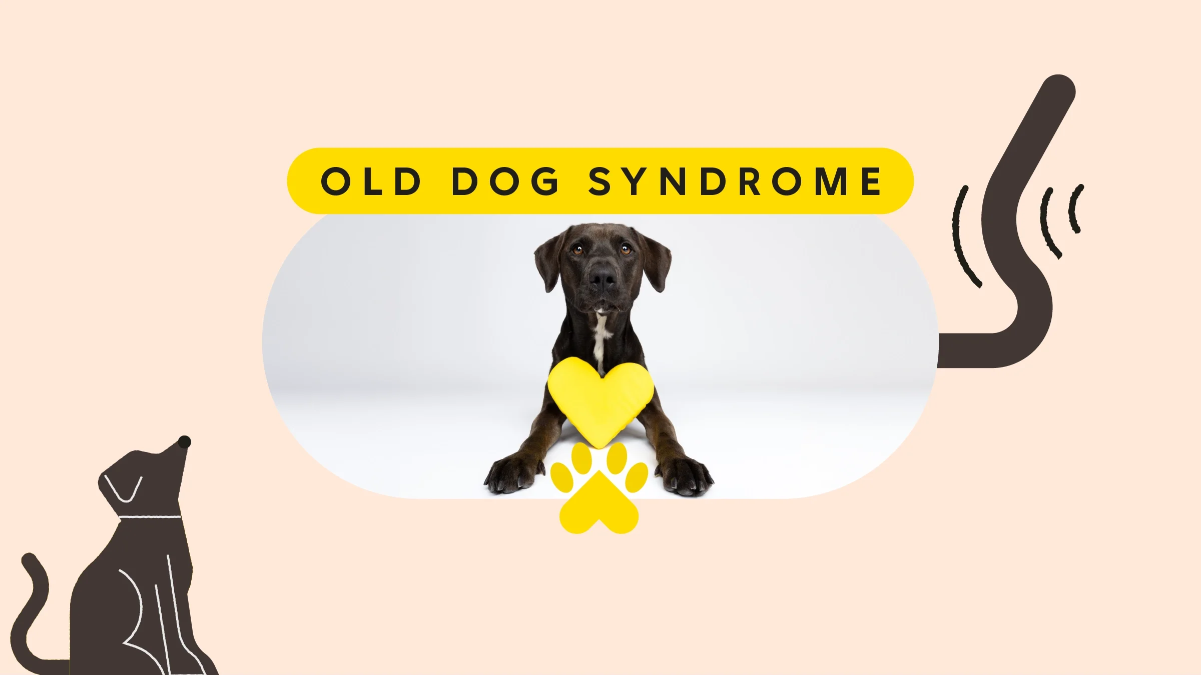 A graphic includes a photo of a black dog under text reading “old dog syndrome” and dog-themed doodles.