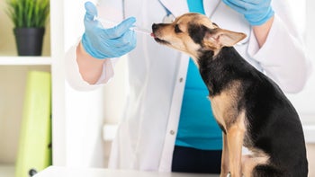 dog: vet giving dog medication with a syringe 1440518919
