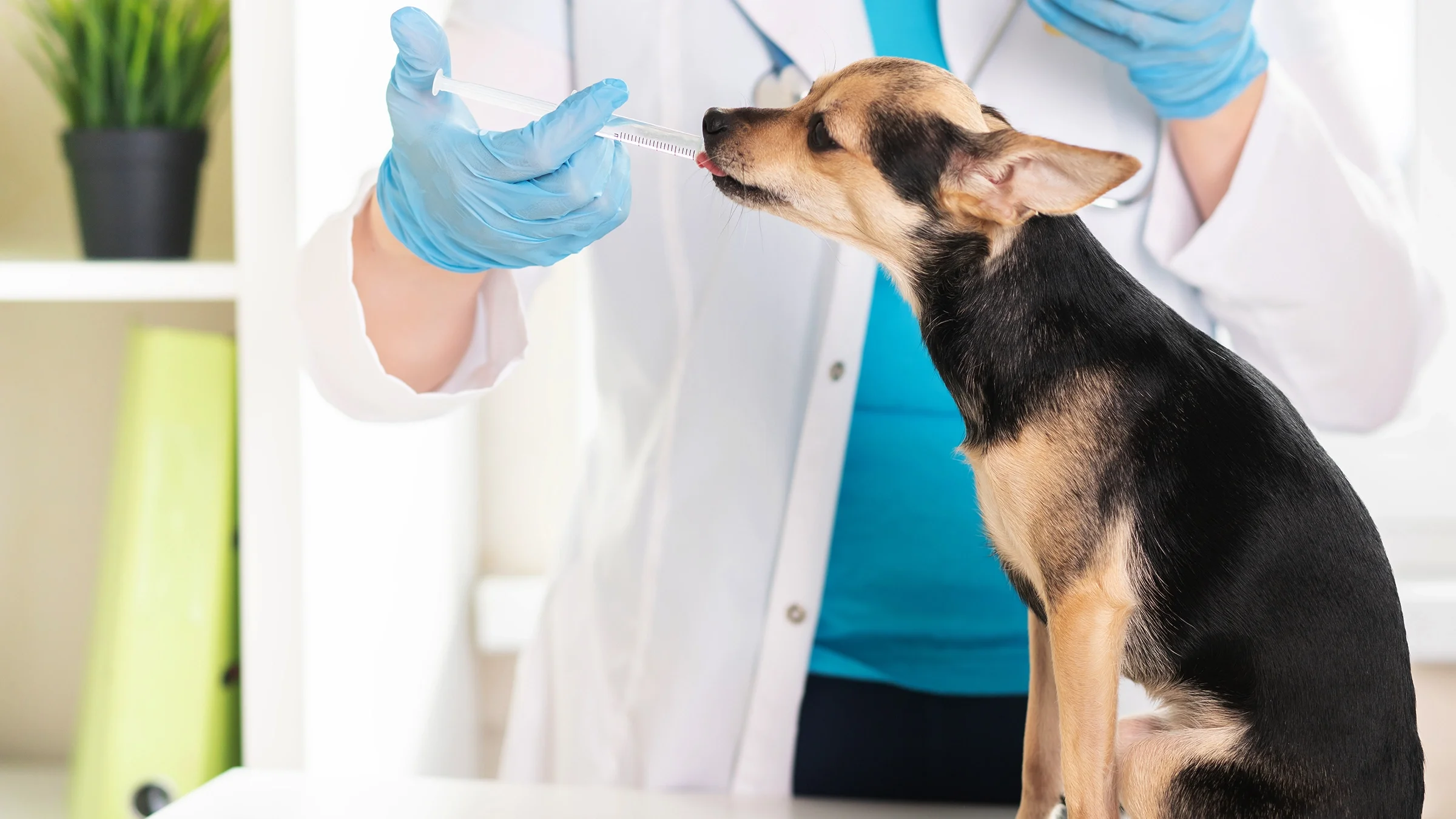 Veterinarian giving dog a liquid medication from a syringe.
