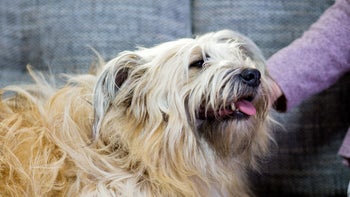 dog: dog panting at home 966846496