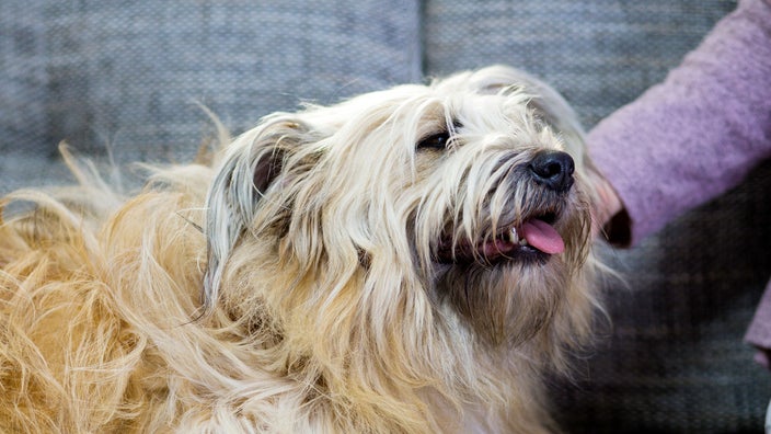 Dog panting while playing with owner at home.