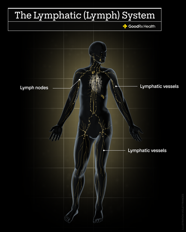 A 3D illustration of the lymphatic system including lymph nodes and lymphatic vessels.