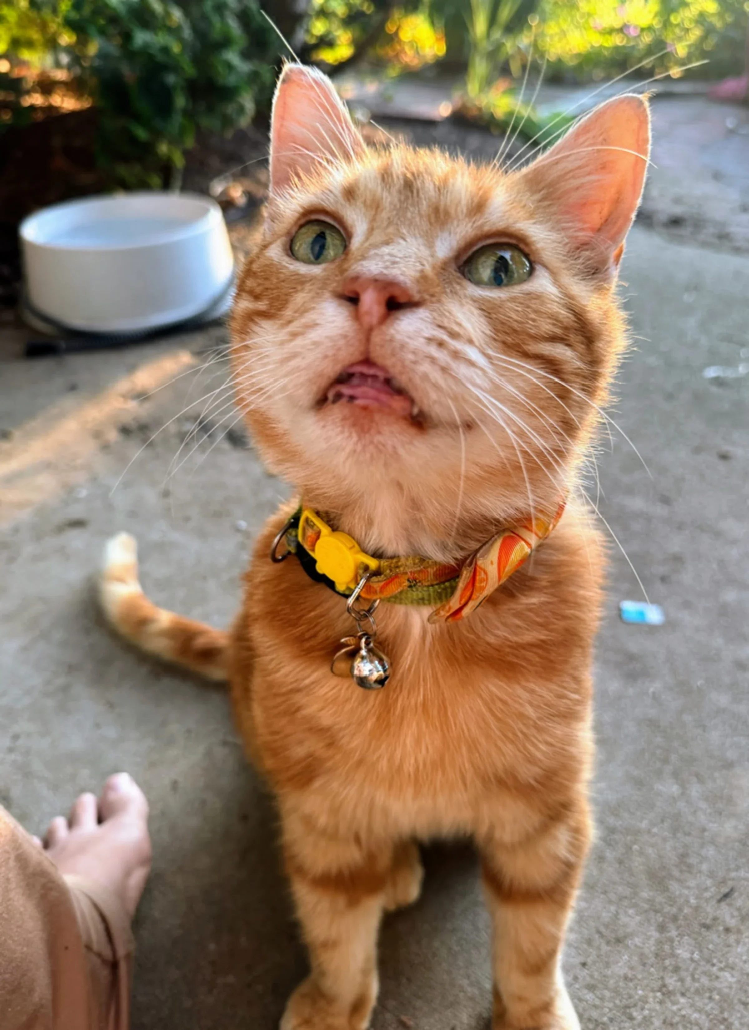 Angela Haupt’s cat Little O is pictured.