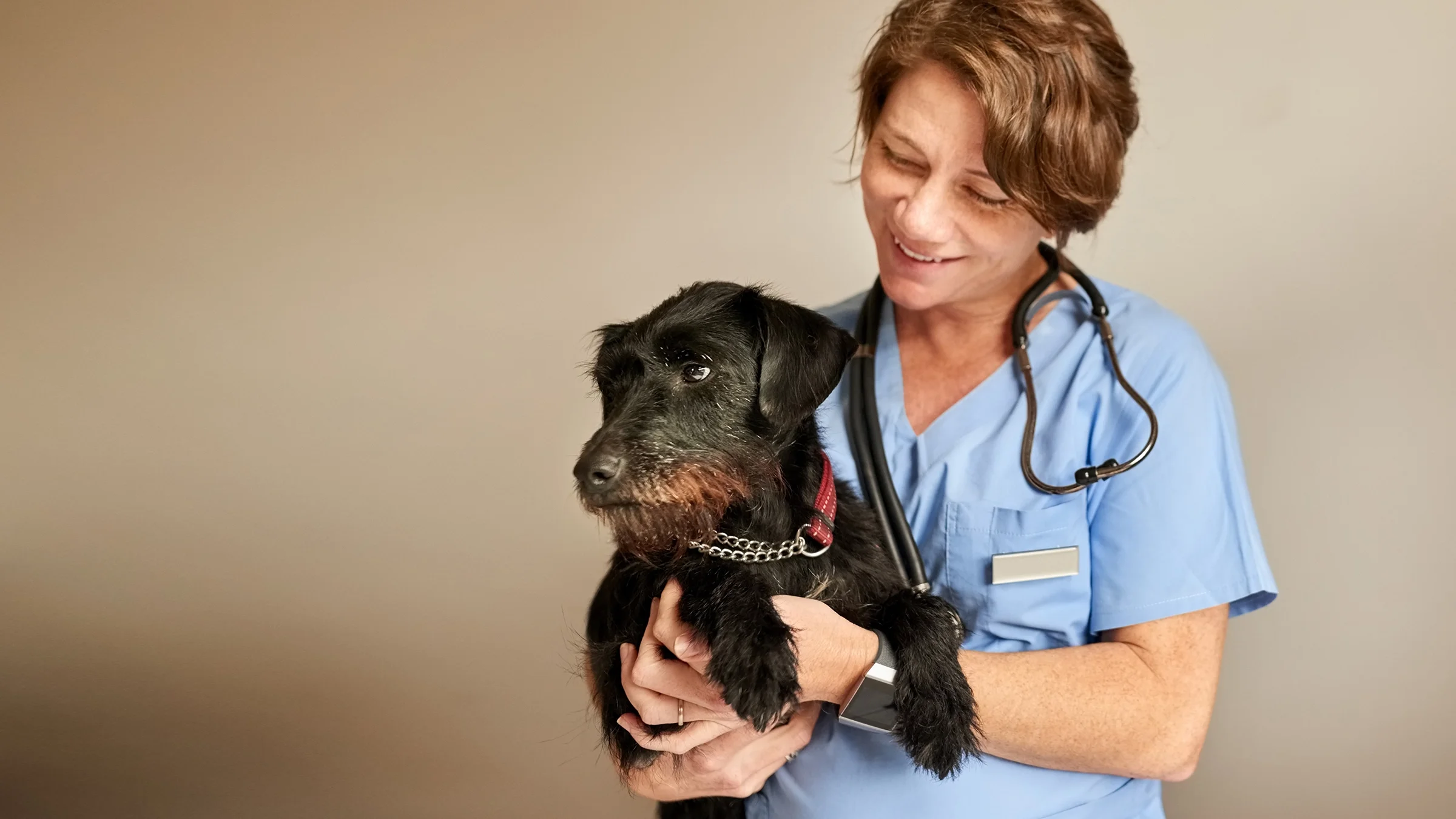 Portrait of a vet holding a brown black terrier dog.