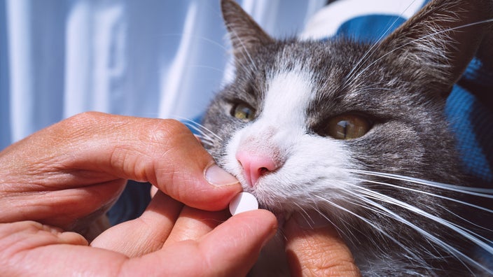 Cat Has Diarrhea After Antibiotics  