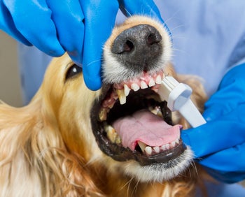 Dog Coughing Causes Treatment Symptoms And More Goodrx