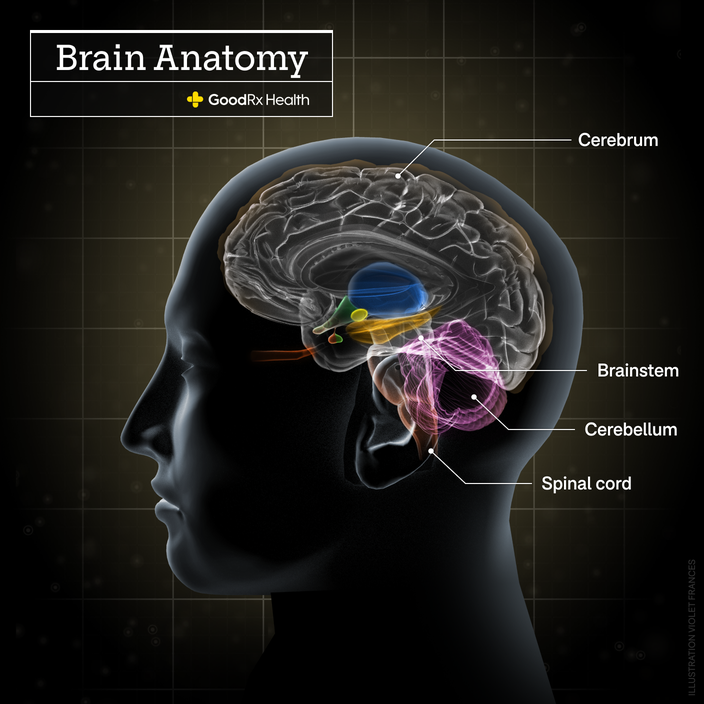A 3D illustration of the brain anatomy including cerebrum, brainstem, cerebellum, and spinal cord.