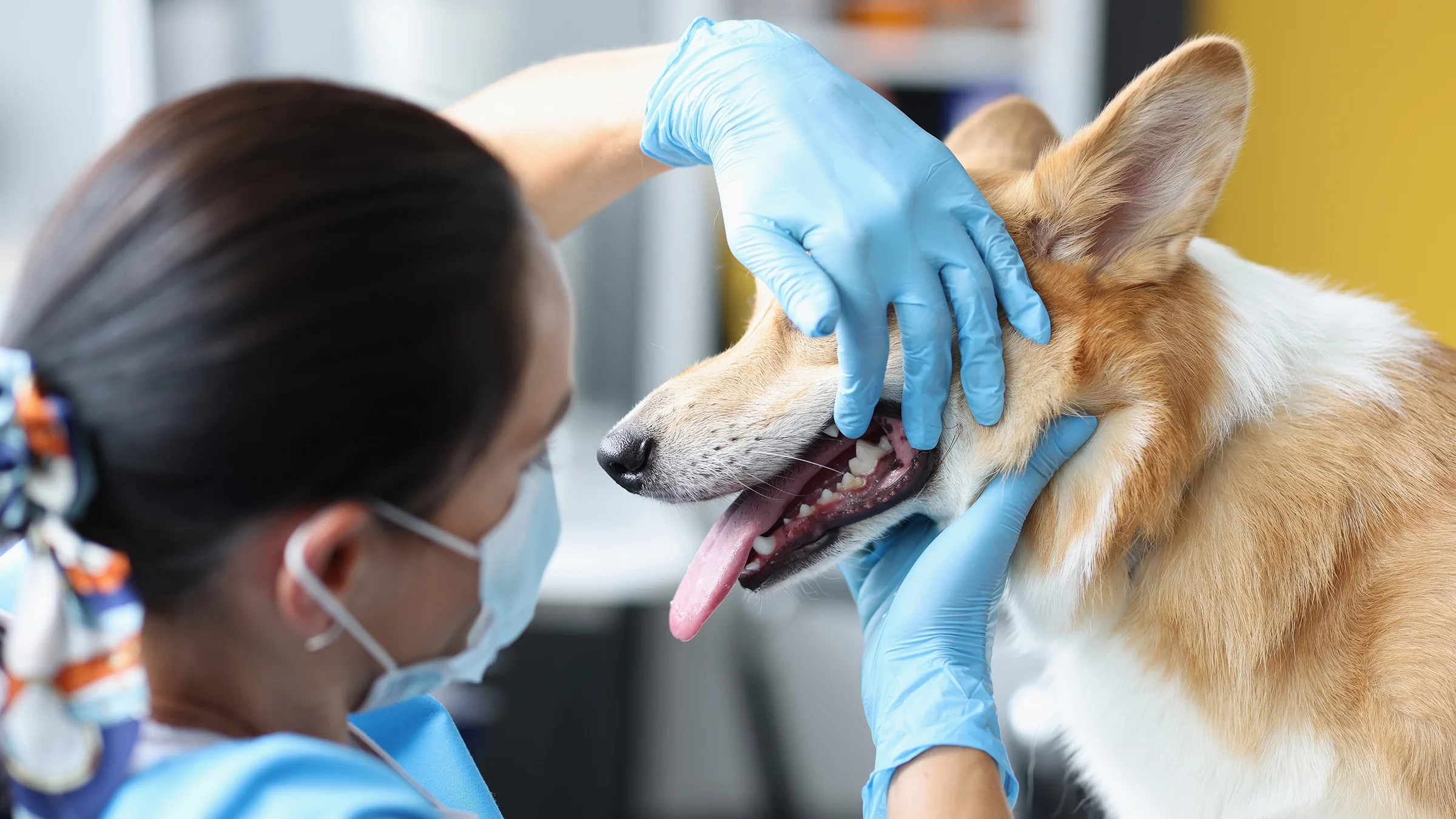 A veterinarian examines a dog’s oral cavity.