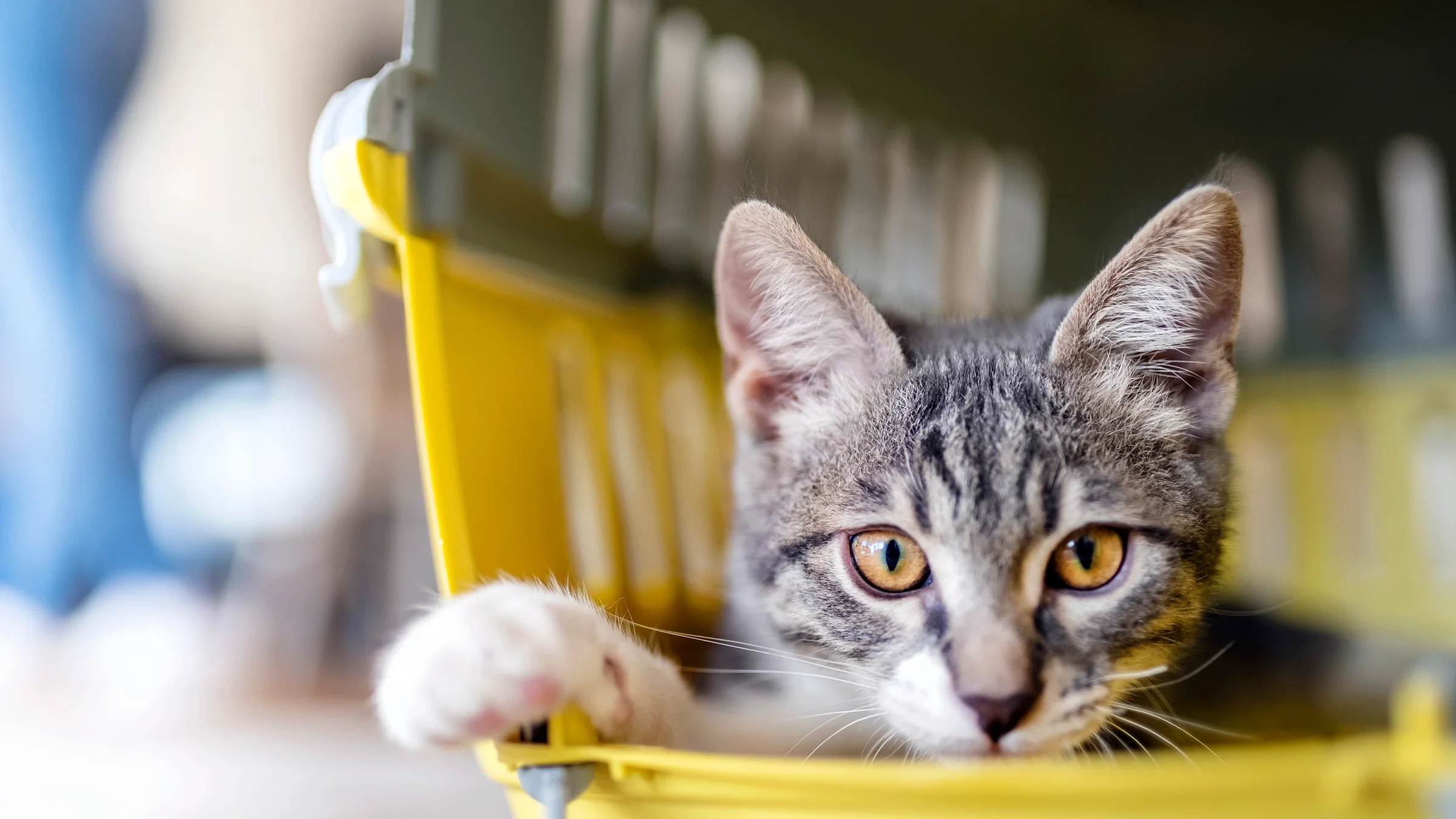 Gray striped cat in a carrier.