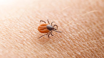 Infections: tick on skin macro-543332734
