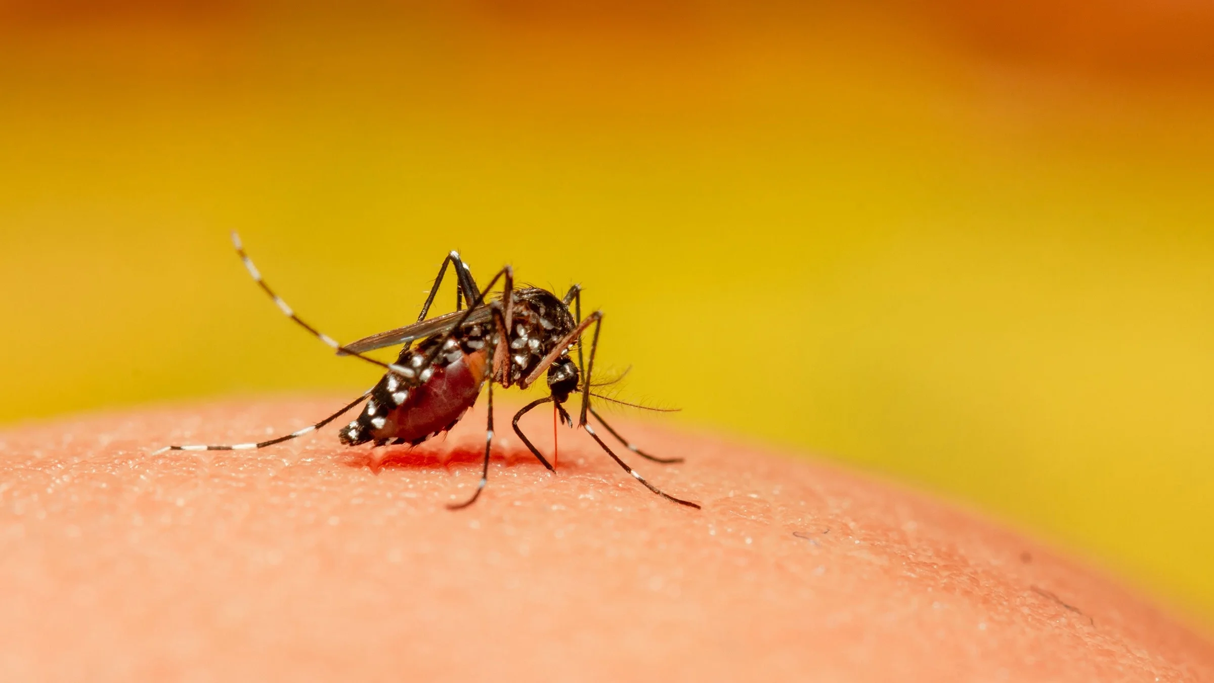 Extreme close-up of a mosquito on someone's skin. There is a yellow-orange gradient background behind it as well.