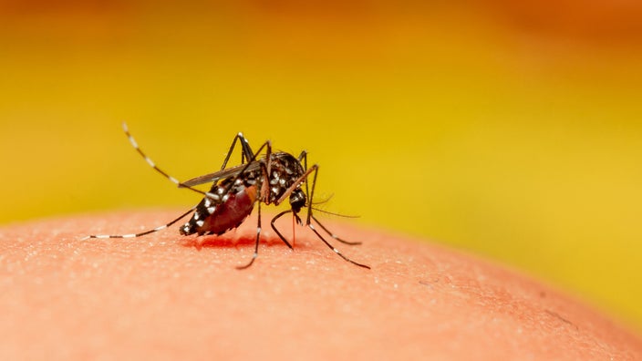 Extreme close-up of a mosquito on someone's skin. There is a yellow-orange gradient background behind it as well.