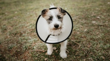 Dog health: shaggy dog with cone on grass 1369587278.jpg