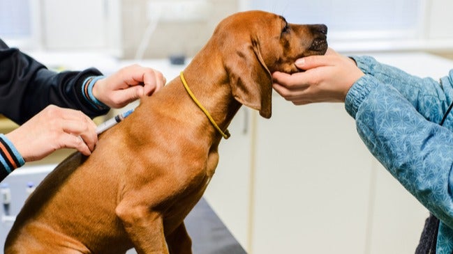 do dogs really need kennel cough vaccine