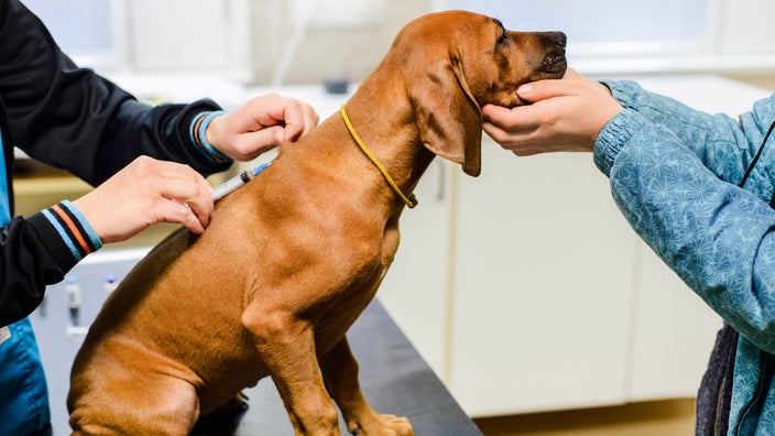 A Rhodesian Ridgeback puppy with a yellow collar at the vet getting his shots.
