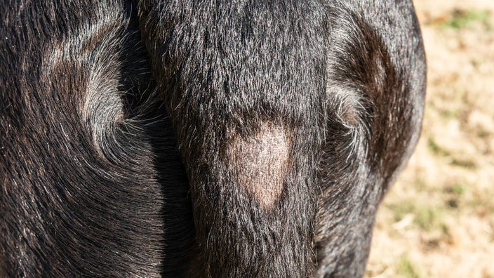 A black dog has alopecia on its tail.