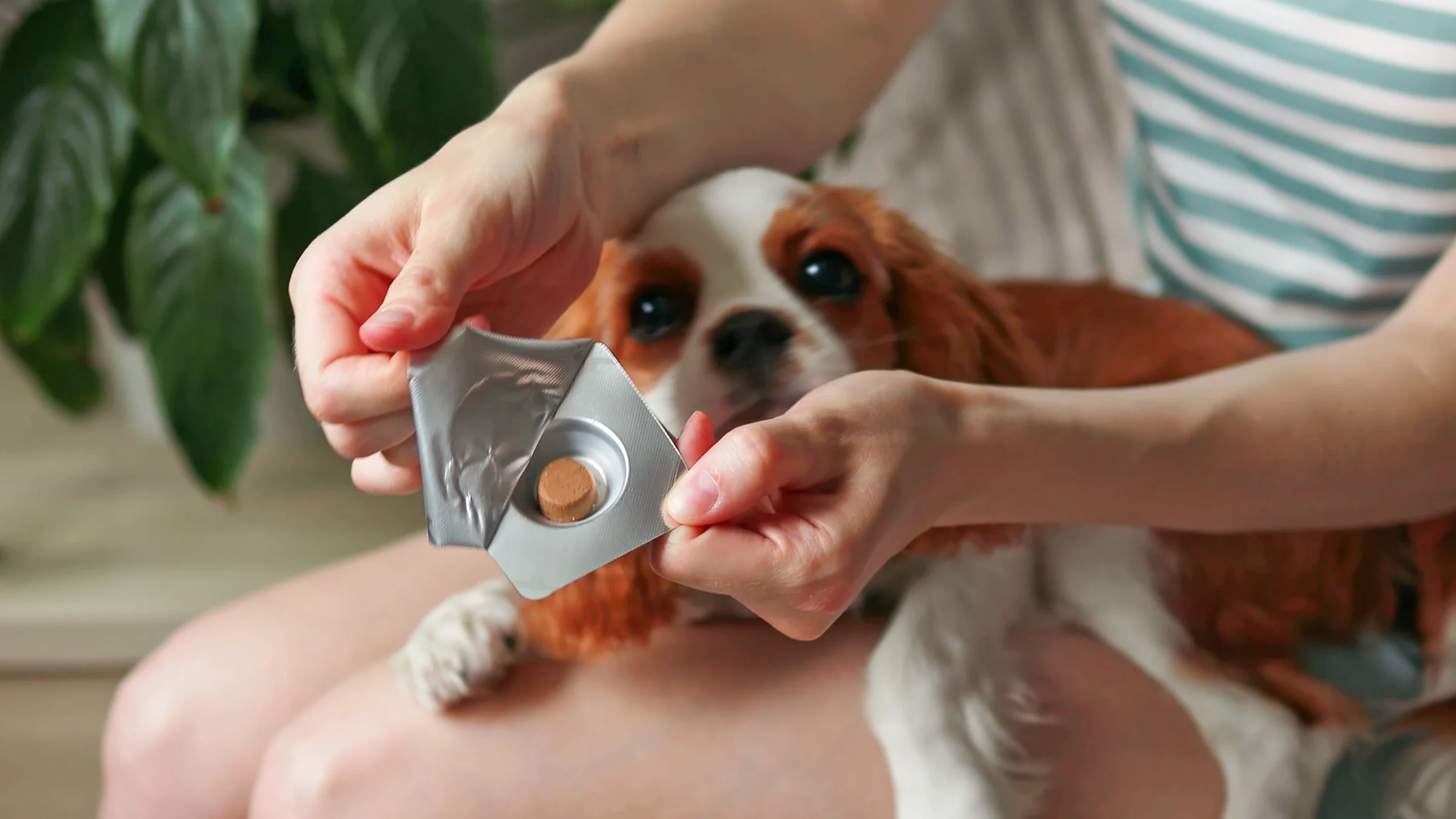 Close-up of owner opening package of flea medication for Cavalier King Charles spaniel.