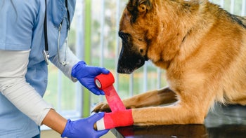 Health: Dog: german sheperd bandage 1348937752