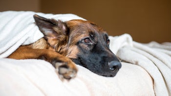 Health: Dog: german sheperd blanket 1159846950