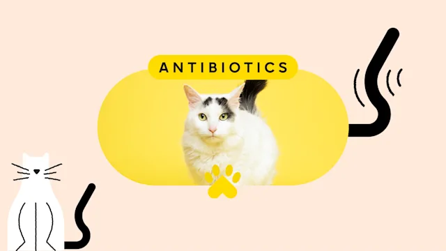 Health: Cat: pet care antibiotic pet featured image